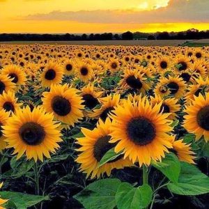 Meet your Posher, Sabrina